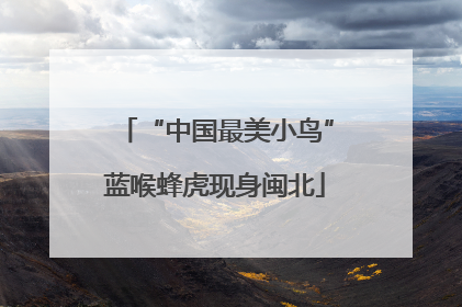 “中国最美小鸟”蓝喉蜂虎现身闽北