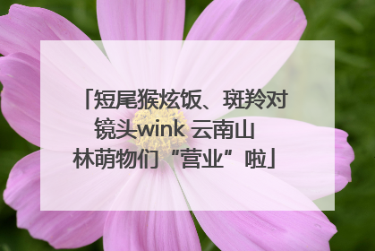 短尾猴炫饭、斑羚对镜头wink 云南山林萌物们“营业”啦