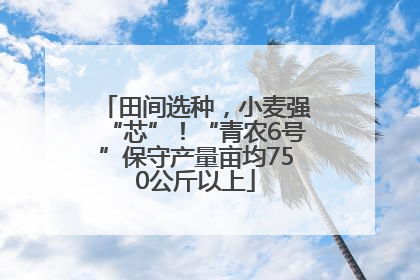 田间选种，小麦强“芯”！“青农6号”保守产量亩均750公斤以上