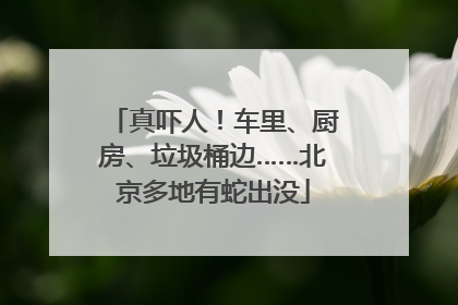 真吓人！车里、厨房、垃圾桶边……北京多地有蛇出没