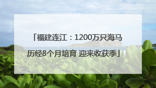 福建连江：1200万只海马历经8个月培育 迎来收获季