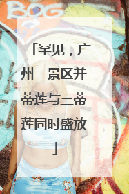 罕见，广州一景区并蒂莲与三蒂莲同时盛放
