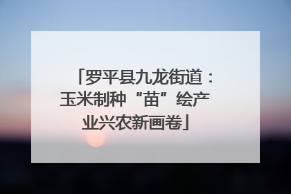罗平县九龙街道：玉米制种“苗”绘产业兴农新画卷