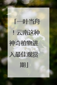 一叶当舟！云南这种神奇植物进入最佳观赏期