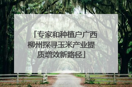 专家和种植户广西柳州探寻玉米产业提质增效新路径