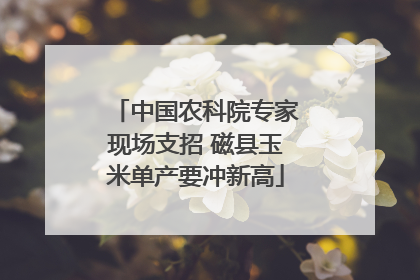 中国农科院专家现场支招 磁县玉米单产要冲新高
