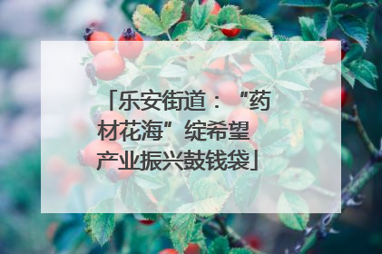 乐安街道：“药材花海”绽希望 产业振兴鼓钱袋