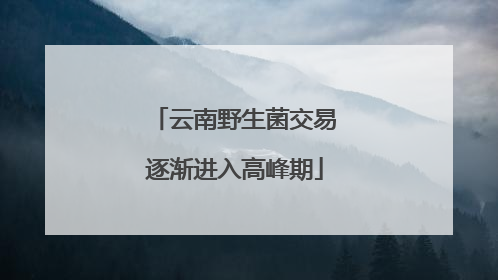 云南野生菌交易逐渐进入高峰期