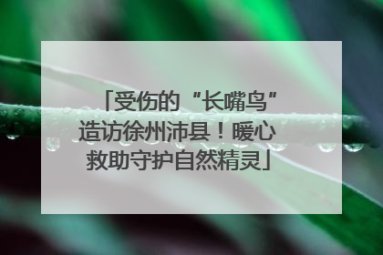 受伤的“长嘴鸟”造访徐州沛县！暖心救助守护自然精灵
