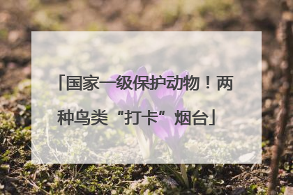 国家一级保护动物！两种鸟类“打卡”烟台