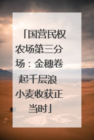 国营民权农场第三分场：金穗卷起千层浪 小麦收获正当时
