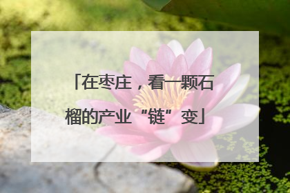 在枣庄，看一颗石榴的产业“链”变