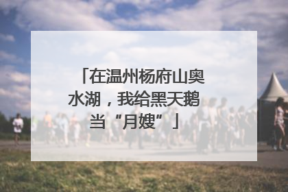在温州杨府山奥水湖，我给黑天鹅当“月嫂”