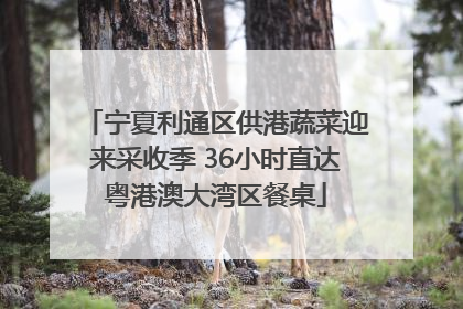 宁夏利通区供港蔬菜迎来采收季 36小时直达粤港澳大湾区餐桌