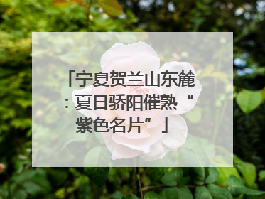 宁夏贺兰山东麓：夏日骄阳催熟“紫色名片”