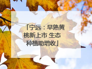 宁远：早熟黄桃新上市 生态种植助增收
