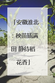 安徽淮北：秧苗插满田 静待稻花香