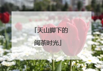 天山脚下的闽茶时光
