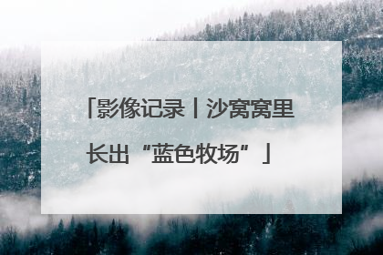 影像记录丨沙窝窝里长出“蓝色牧场”