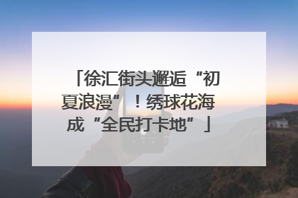 徐汇街头邂逅“初夏浪漫”！绣球花海成“全民打卡地”