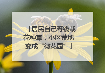 居民自己筹钱栽花种草，小区荒地变成“微花园”
