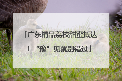 广东精品荔枝甜蜜抵达！“豫”见就别错过