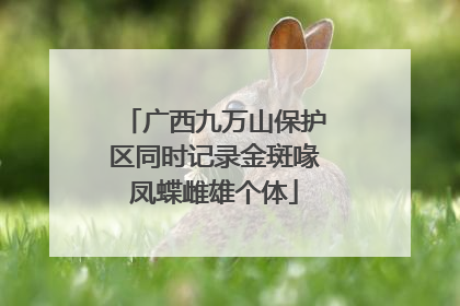 广西九万山保护区同时记录金斑喙凤蝶雌雄个体