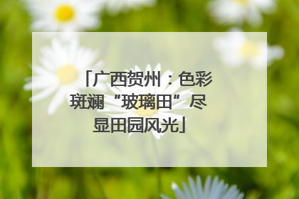 广西贺州：色彩斑斓“玻璃田”尽显田园风光