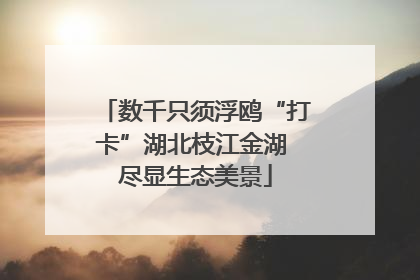 数千只须浮鸥“打卡”湖北枝江金湖 尽显生态美景