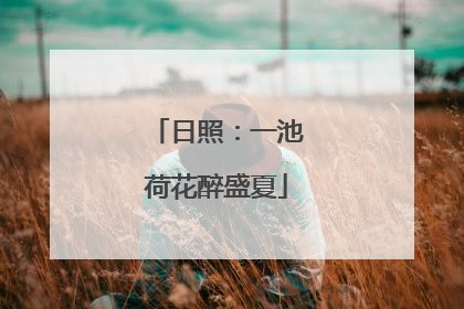 日照：一池荷花醉盛夏