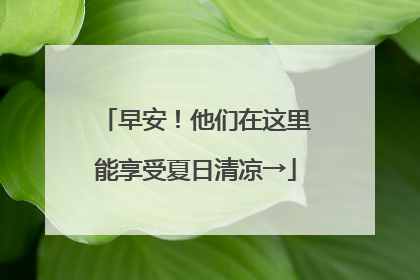 早安！他们在这里能享受夏日清凉→