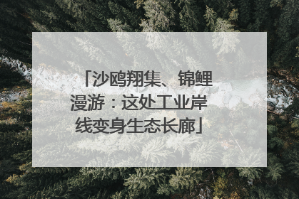 沙鸥翔集、锦鲤漫游：这处工业岸线变身生态长廊