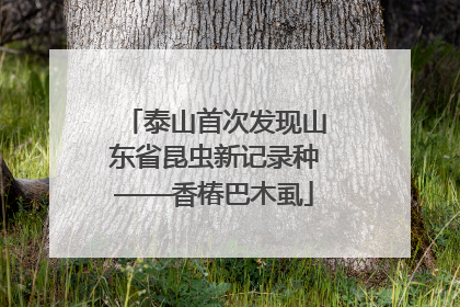 泰山首次发现山东省昆虫新记录种——香椿巴木虱