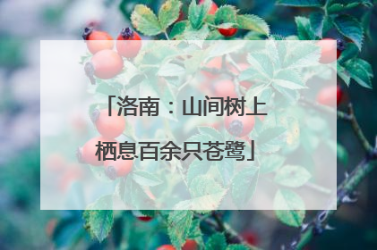洛南：山间树上栖息百余只苍鹭