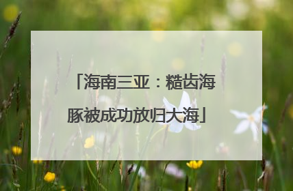 海南三亚：糙齿海豚被成功放归大海