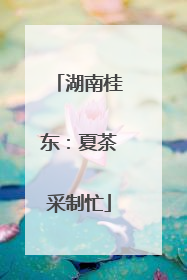 湖南桂东：夏茶采制忙