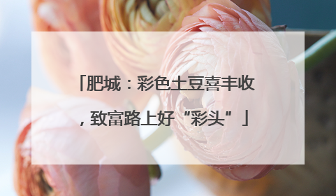 肥城：彩色土豆喜丰收，致富路上好“彩头”