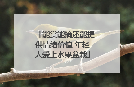 能赏能摘还能提供情绪价值 年轻人爱上水果盆栽