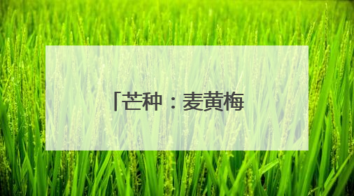 芒种：麦黄梅熟 种下希望