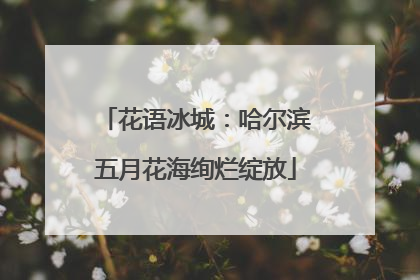 花语冰城：哈尔滨五月花海绚烂绽放