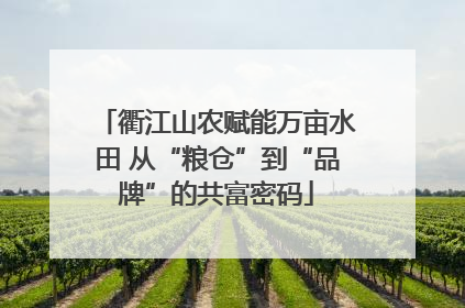 衢江山农赋能万亩水田 从“粮仓”到“品牌”的共富密码