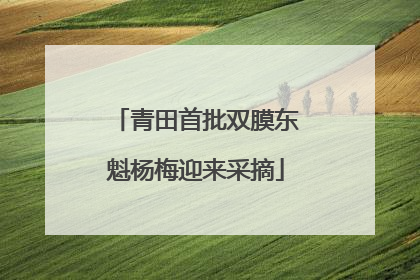 青田首批双膜东魁杨梅迎来采摘