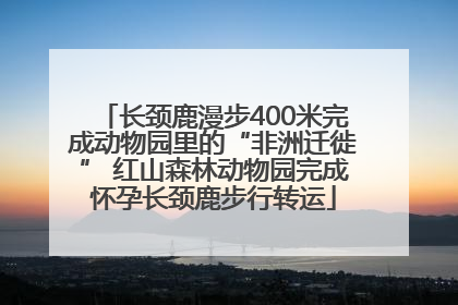 长颈鹿漫步400米完成动物园里的“非洲迁徙” 红山森林动物园完成怀孕长颈鹿步行转运