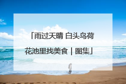 雨过天晴 白头鸟荷花池里找美食｜图集