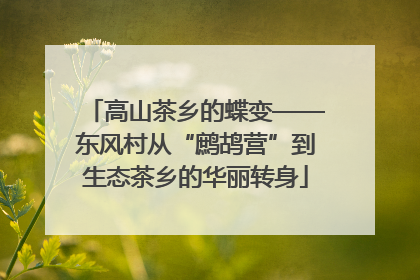 高山茶乡的蝶变——东风村从“鹧鸪营”到生态茶乡的华丽转身