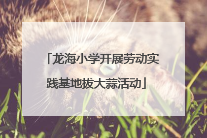 龙海小学开展劳动实践基地拔大蒜活动