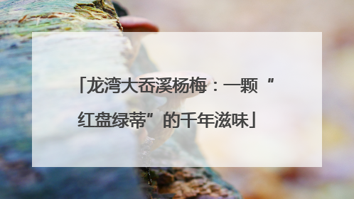 龙湾大岙溪杨梅：一颗“红盘绿蒂”的千年滋味