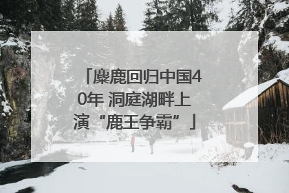 麋鹿回归中国40年 洞庭湖畔上演“鹿王争霸”