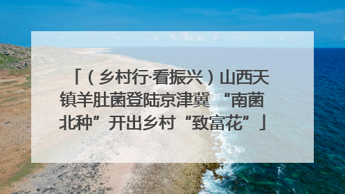 （乡村行·看振兴）山西天镇羊肚菌登陆京津冀 “南菌北种”开出乡村“致富花”